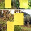Yellow Traps Agricultural Greenhouses Pest Insects Killer Control Outdoor Yellow Sticky Trap Glue Board Insect Catcher