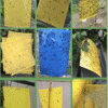 Yellow Traps Agricultural Greenhouses Pest Insects Killer Control Outdoor Yellow Sticky Trap Glue Board Insect Catcher