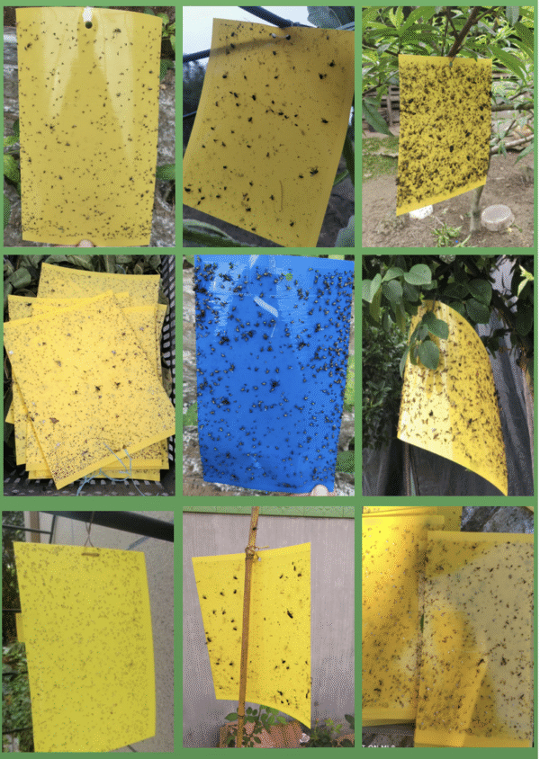 Yellow Traps Agricultural Greenhouses Pest Insects Killer Control Outdoor Yellow Sticky Trap Glue Board Insect Catcher