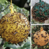 Hanging Fly Trap Ball Insect Fruit Fly Killer Bee Wasp Catcher Repeller Outdoor Pest Sticky Trap