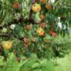 Hanging Fly Trap Ball Insect Fruit Fly Killer Bee Wasp Catcher Repeller Outdoor Pest Sticky Trap