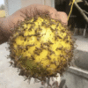 Hanging Fly Trap Ball Insect Fruit Fly Killer Bee Wasp Catcher Repeller Outdoor Pest Sticky Trap