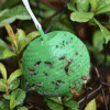 Hanging Fly Trap Ball Insect Fruit Fly Killer Bee Wasp Catcher Repeller Outdoor Pest Sticky Trap