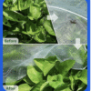 Cross-border, cuttable garden insect netting. 60-mesh polyvinyl sliced ​​garden greenhouse insect netting.